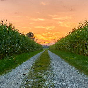 Sonnenuntergang am Feldweg