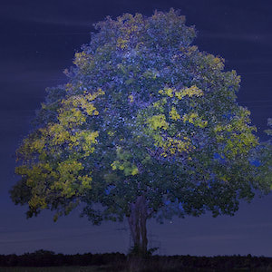 Herbstlaub in der Nacht