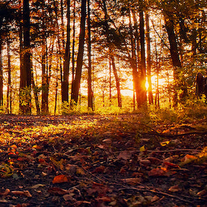 Oktobersonne im Walt