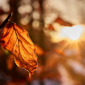 Blatt in der Abendsonne