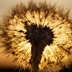 Pusteblume im Sonnenuntergang