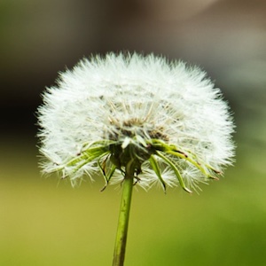 Pusteblume