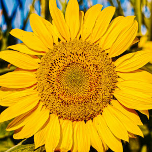 Sonnenblume Abendsonne