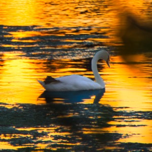 Goldener Oktober