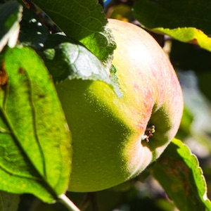 Apfel