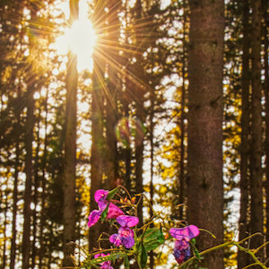 Blüten im Wald