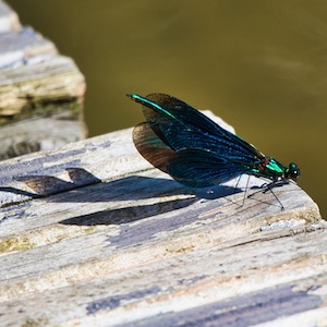 Libelle in der Sonne