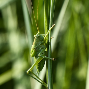 Grashüpfer