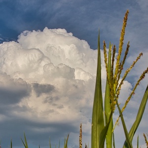 Wolke über Maisfeld