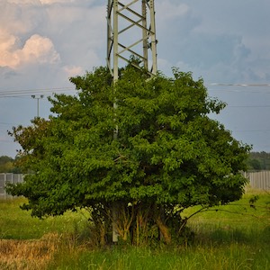 Strommast im Busch