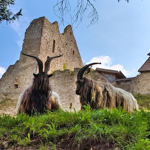 Bergziegen vor Ruine Sulzberg