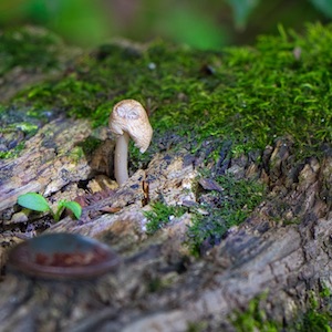 Pilz auf Treppenbohle