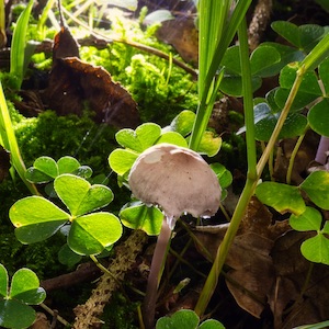 Pilz im Wald