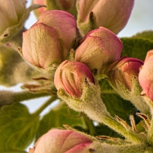 Apfelblüten öffnen sich bald