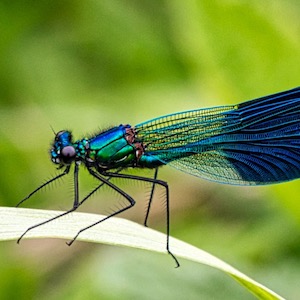 Libelle auf Grashalm