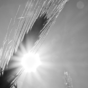 Aehre in der Sonne schwarzweiss