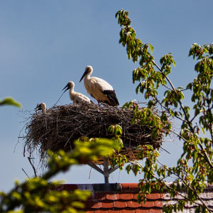 Stoereche in Tussenhausen