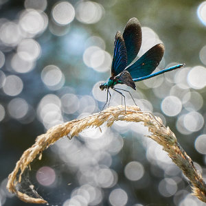 Libelle am Wasser