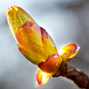 Knospe im Frühling