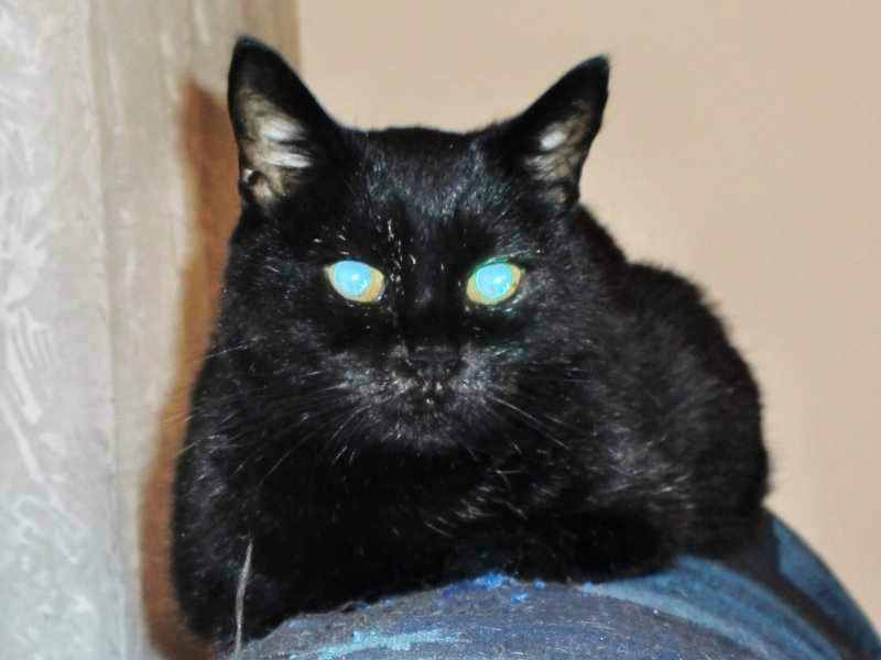 Bibi