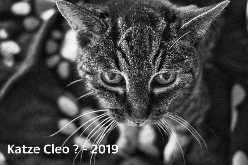 Katze Cleo