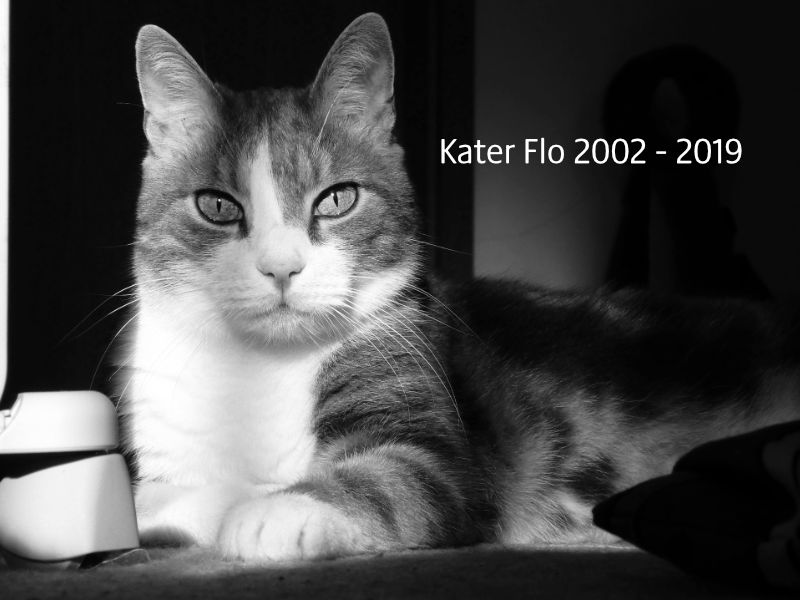 Kater Flo