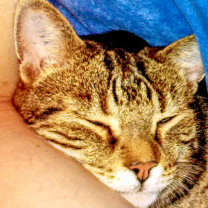 Nico unter der Bettdecke