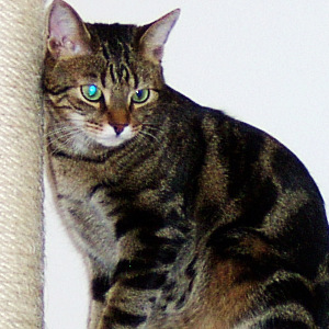 Nico auf dem Kratzbaum